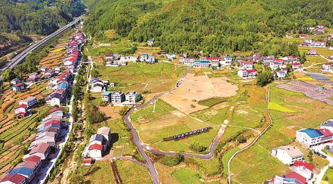  万源：金秋遍地黄 田园好“丰”景