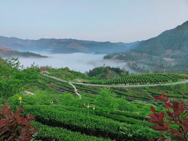  茶香溢满巴渠