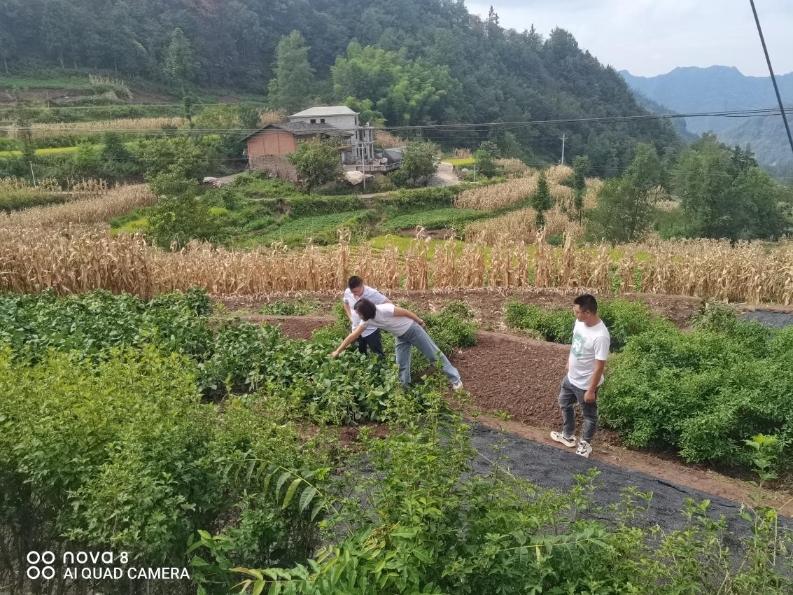  石铁乡狠抓晚秋粮食生产 全力促增收