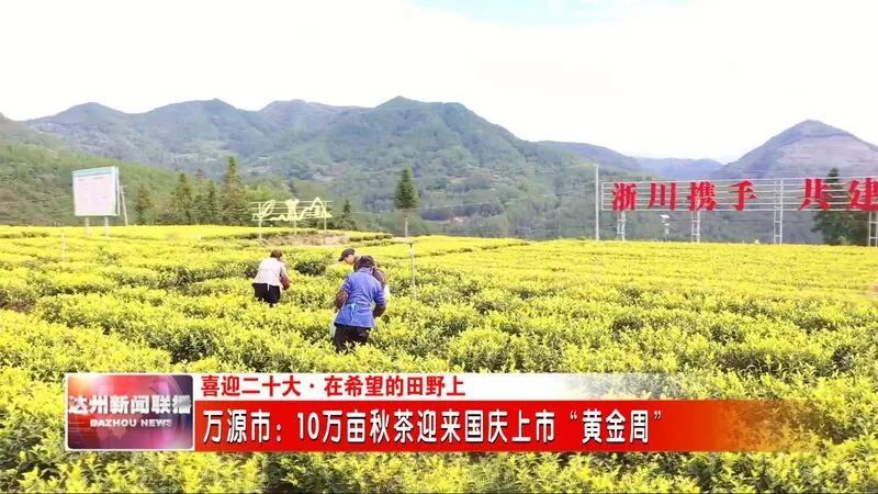  万源市：10万亩秋茶迎来国庆上市“黄金周”