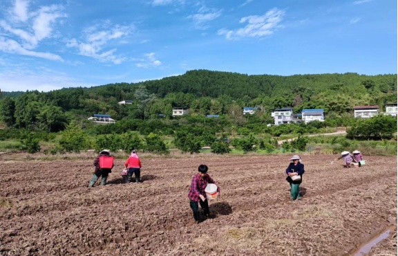  【喜迎二十大 | 基层动态】渠县三板镇：党建引领走好“四步棋” 精品打造油菜种植示范片